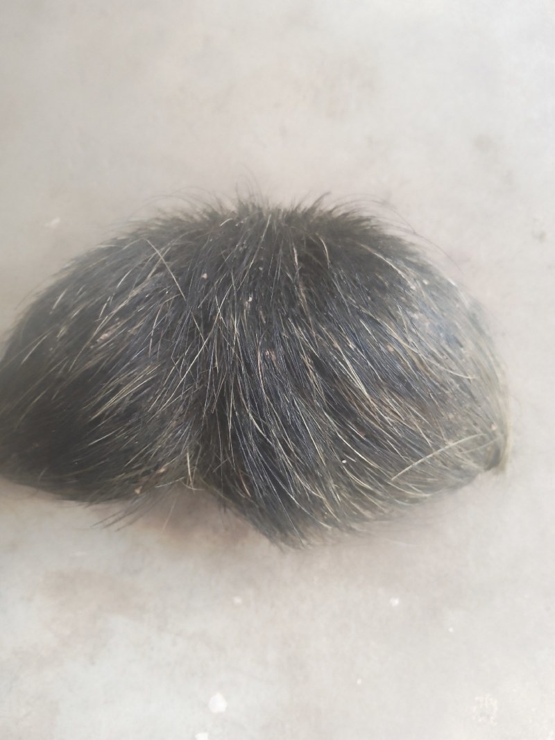 猪宝药材