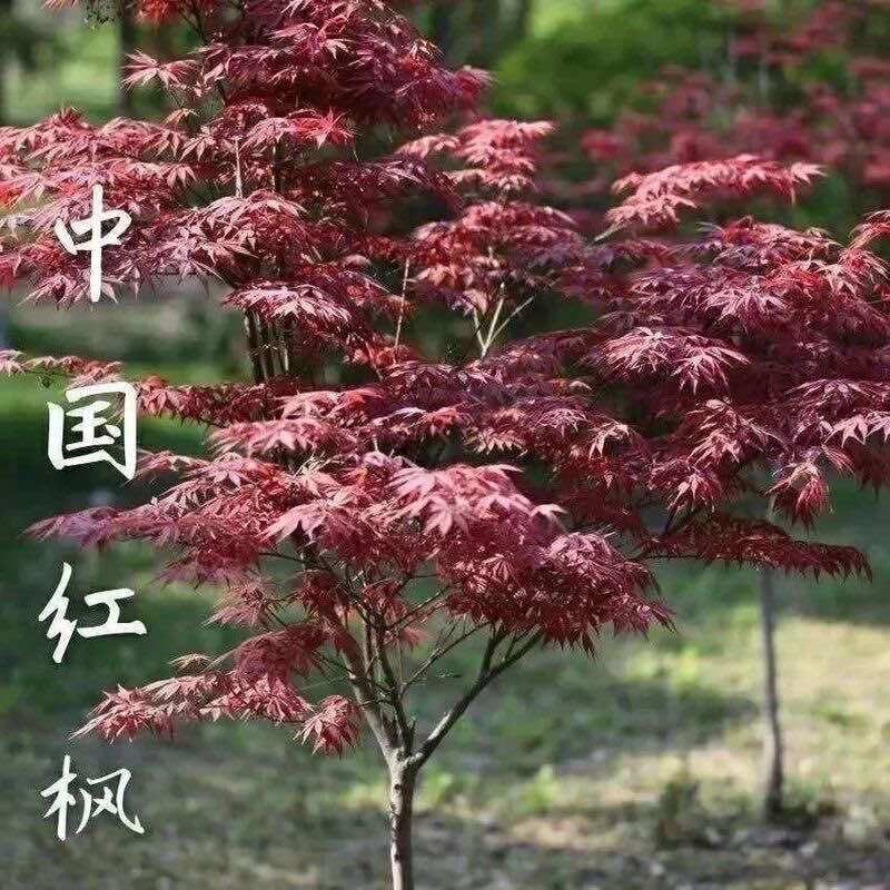 红枫树苗日本红枫红舞姬中国红枫黄金枫庭院别墅道路绿化四季盆栽