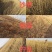 出售大量优质沙枣、杨柴、柠条苗子，优质苗子。