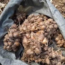 正宗广东沙姜批发姜种成品姜统货姜