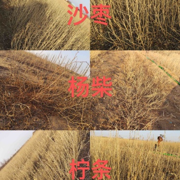 出售大量优质沙枣、杨柴、柠条苗子，优质苗子。