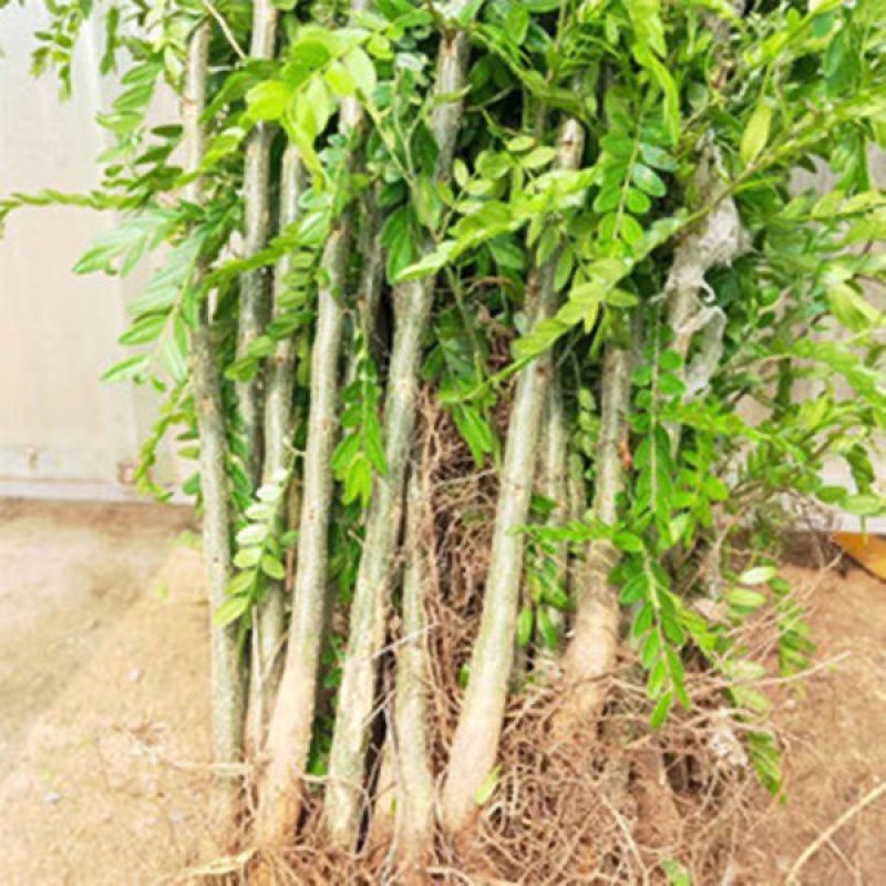 野生皂角树皂刺树苗皂荚树苗药用皂角树苗大刺篱笆防护栏皂角