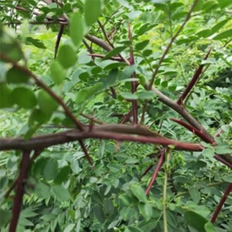 野生皂角树皂刺树苗皂荚树苗药用皂角树苗大刺篱笆防护栏皂角
