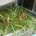 野生水菖蒲秧株苗