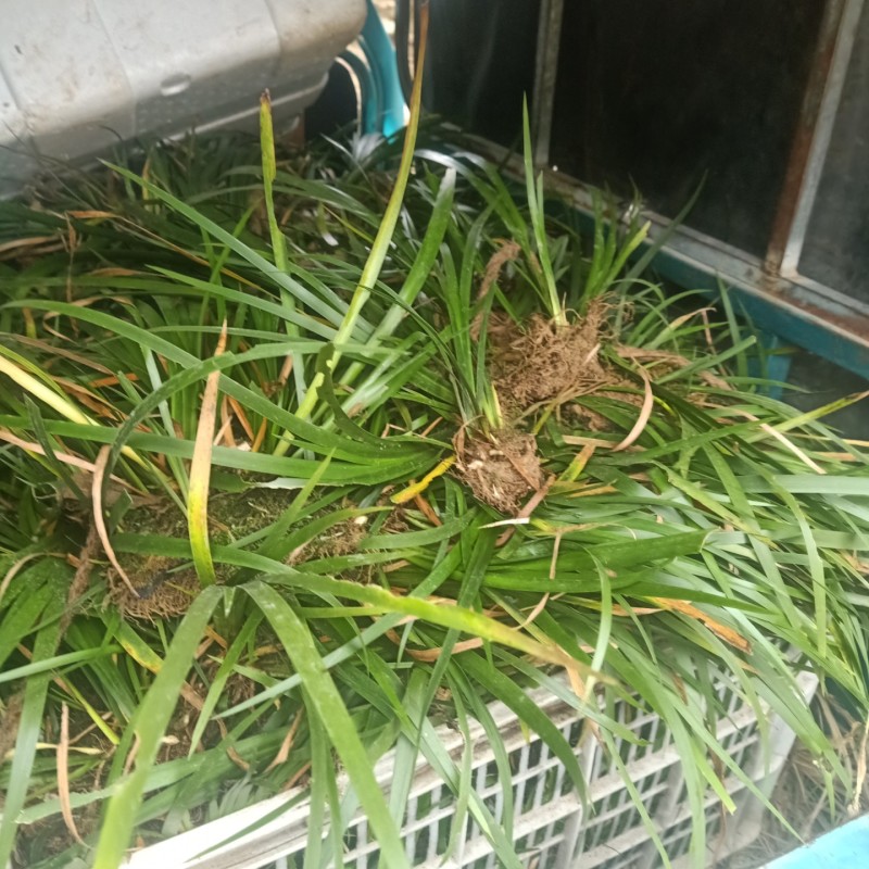野生水菖蒲秧株苗
