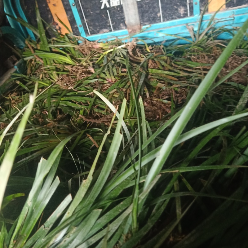野生水菖蒲秧株苗