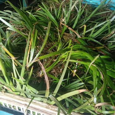 野生水菖蒲秧株苗