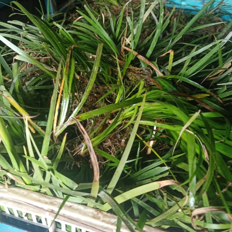 野生水菖蒲秧株苗