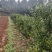 3~5公分。红橘头耙耙柑，高度两米。，冠福1米2—1.5