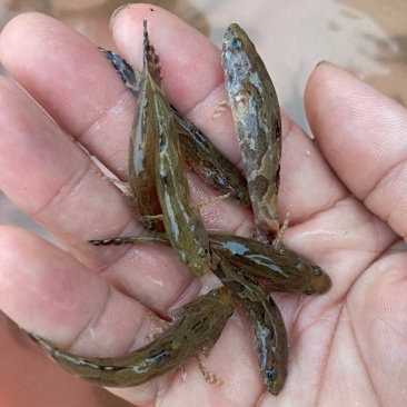 沙塘鳢5—7公分