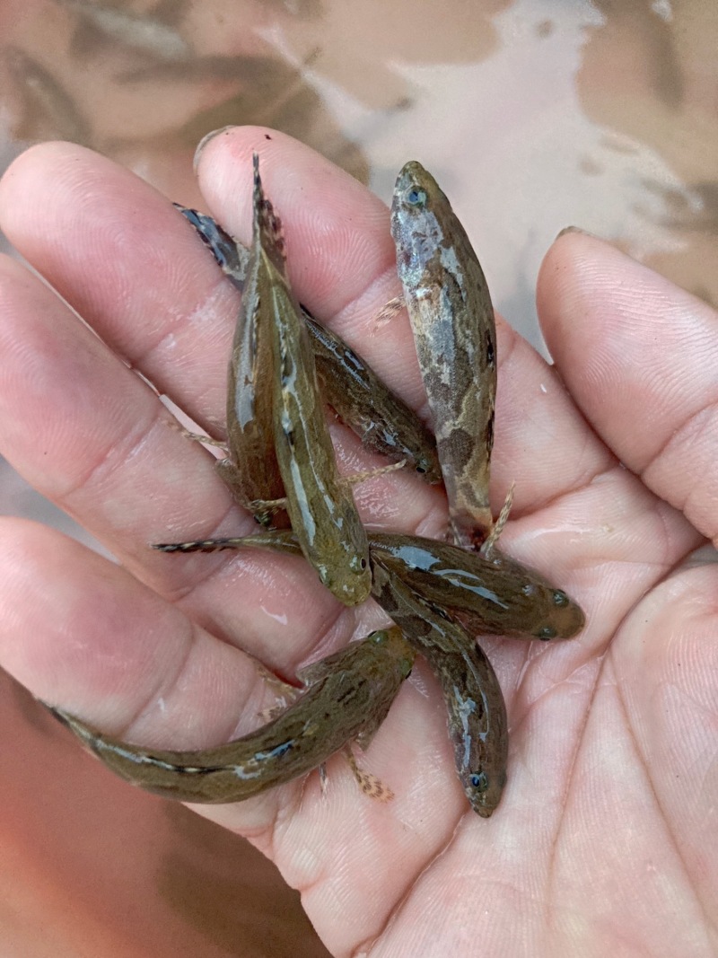 沙塘鳢5—7公分
