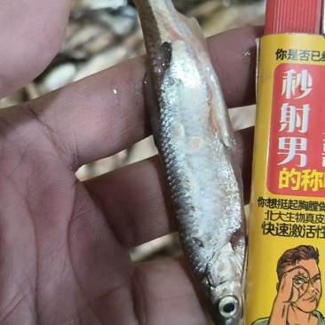 冰鲜去脏小白条，全国一件起发。一件80斤