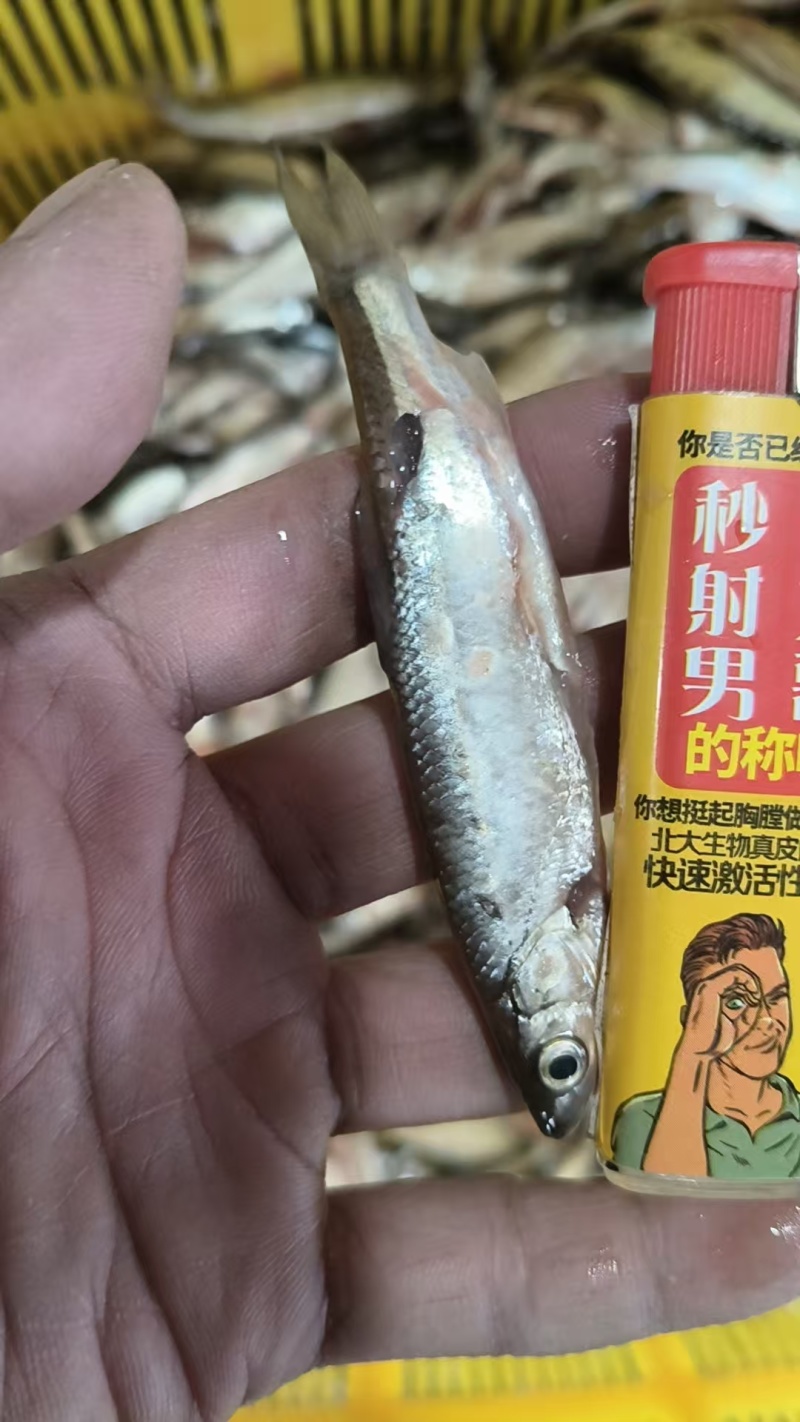 冰鲜去脏小白条，全国一件起发。一件80斤