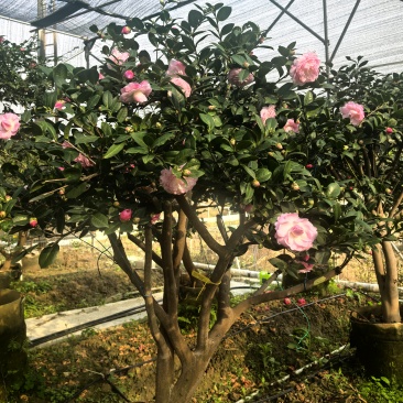 各种名种茶花