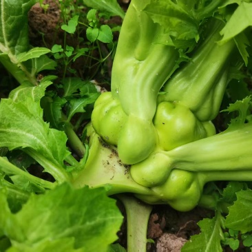 广元大头榨菜