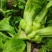 广元大头榨菜