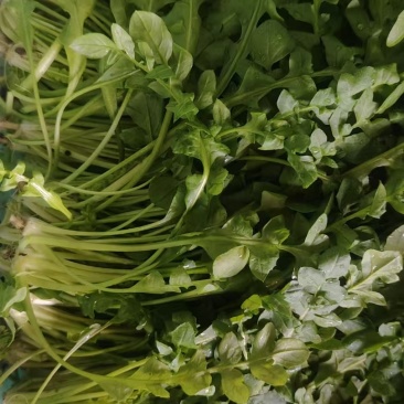 荠菜