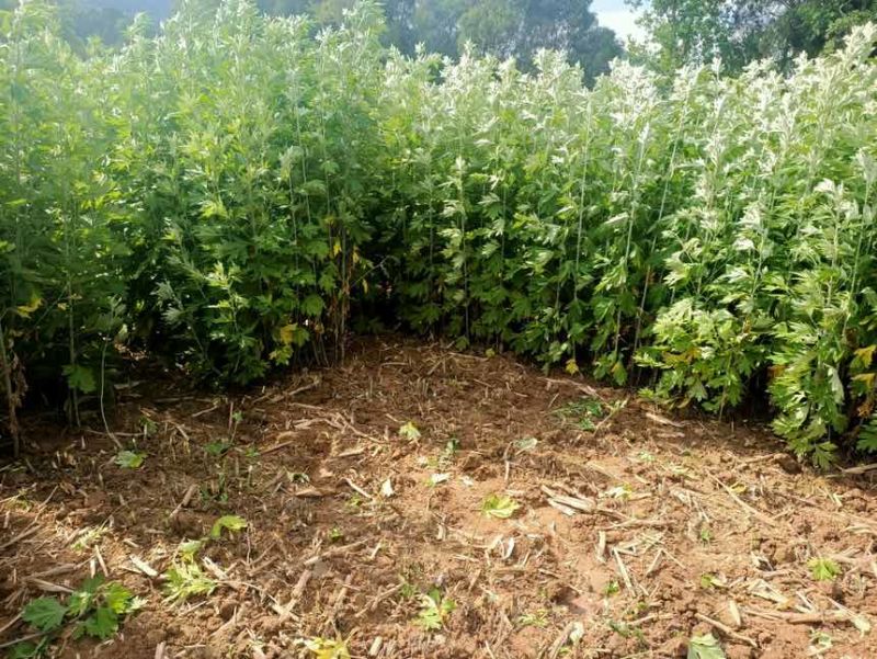 精选艾草，手工采摘，香气浓郁。端午挂门鲜