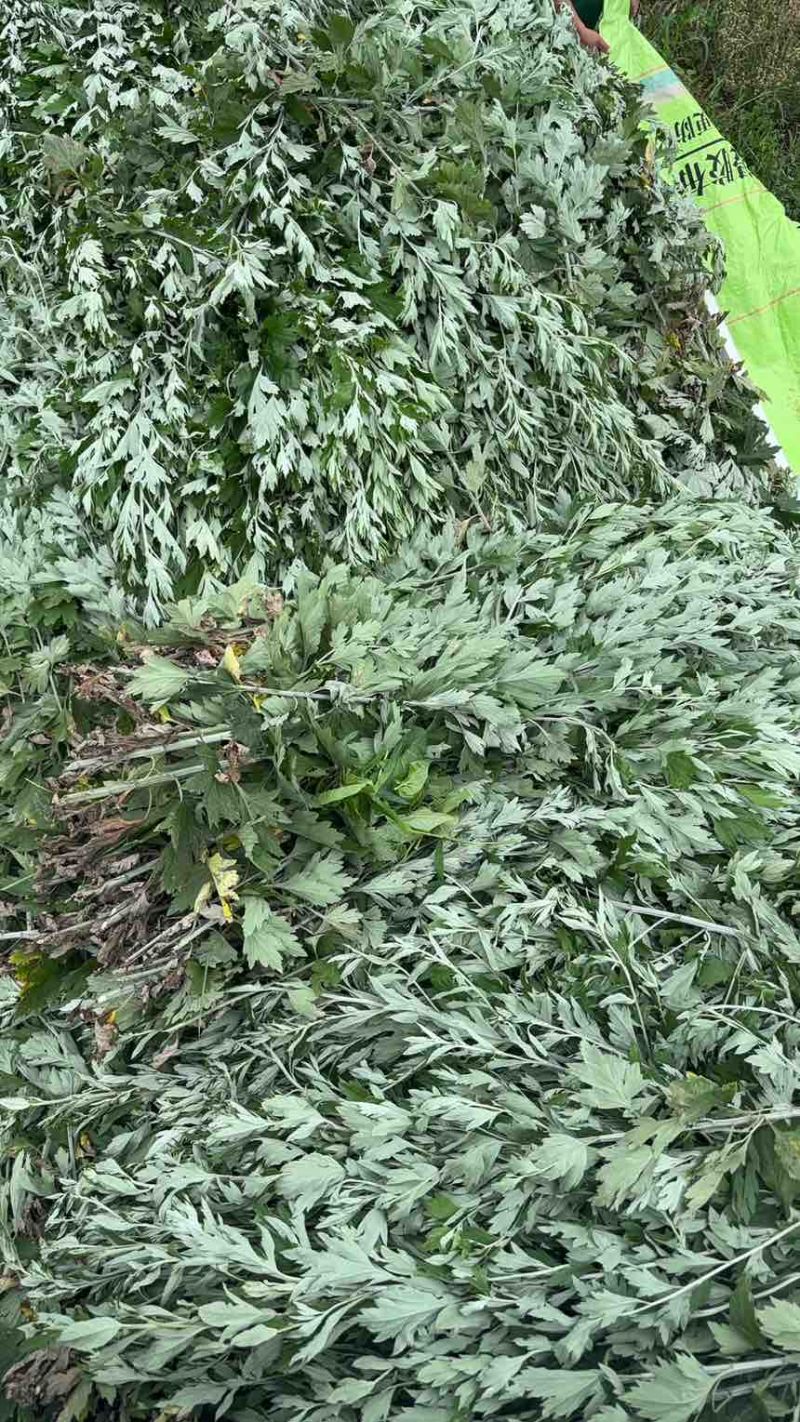 精选艾草，手工采摘，香气浓郁。端午挂门鲜