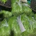 线椒，二荆条，太阳花玉米大量上市