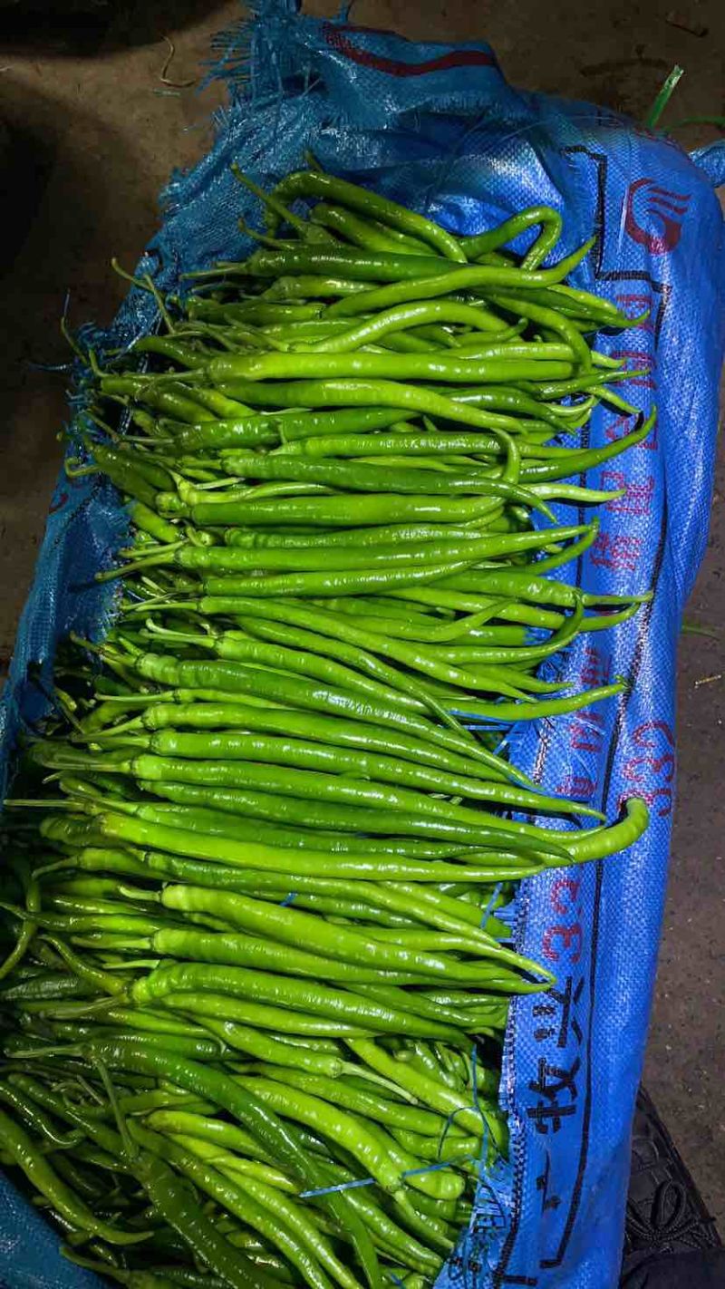 线椒，二荆条，太阳花玉米大量上市