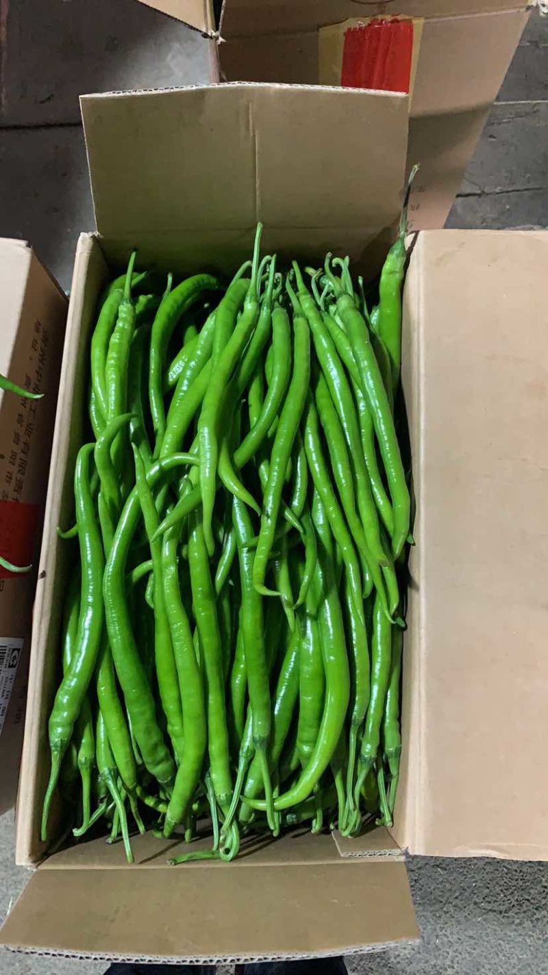 线椒，二荆条，太阳花玉米大量上市