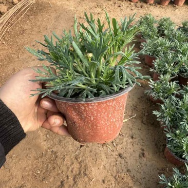玛格丽特。自家种植，绿化电商都可以