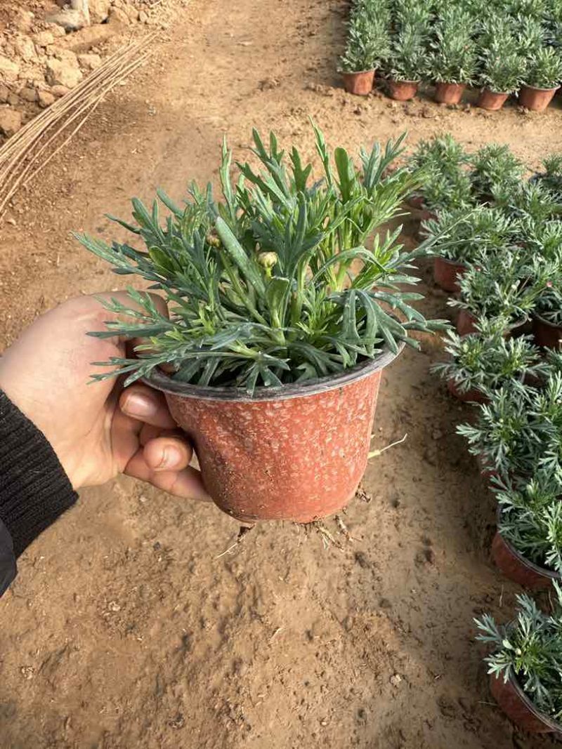 玛格丽特。自家种植，绿化电商都可以