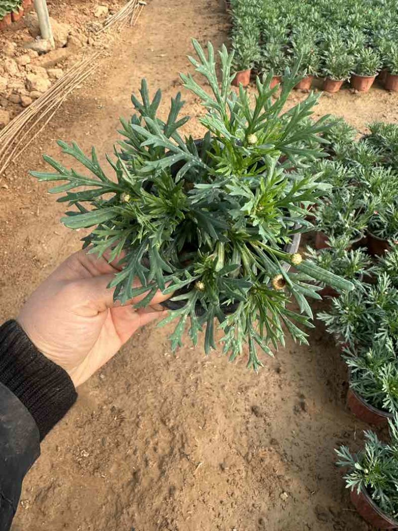 玛格丽特。自家种植，绿化电商都可以