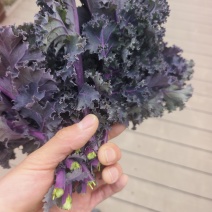 羽衣甘蓝基全年地直供，茶饮榨汁餐饮深加工