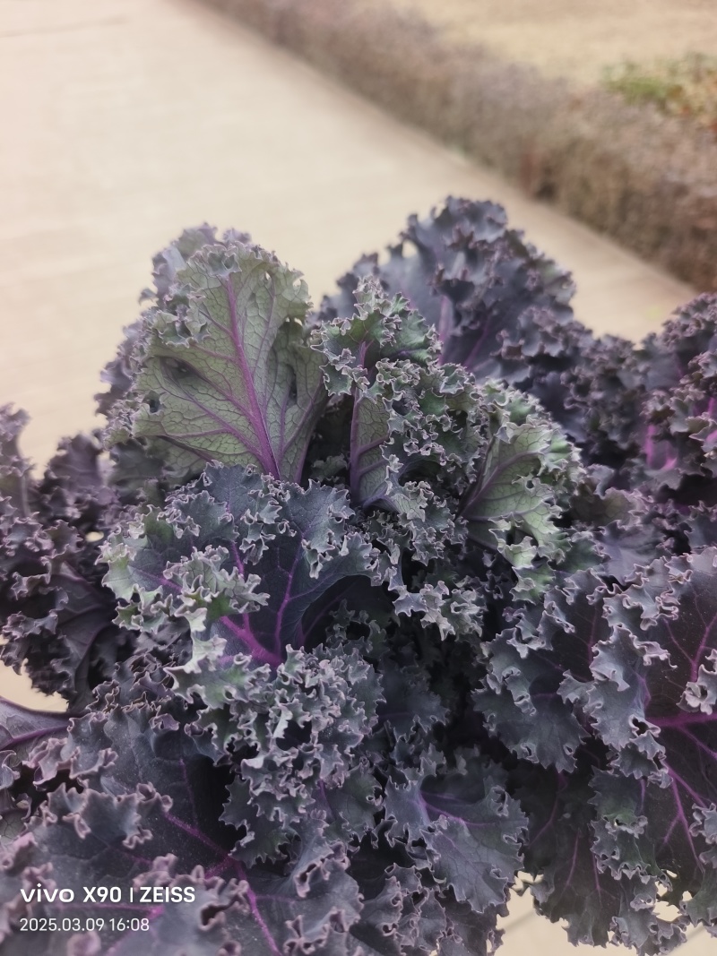 羽衣甘蓝基全年地直供，茶饮榨汁餐饮深加工