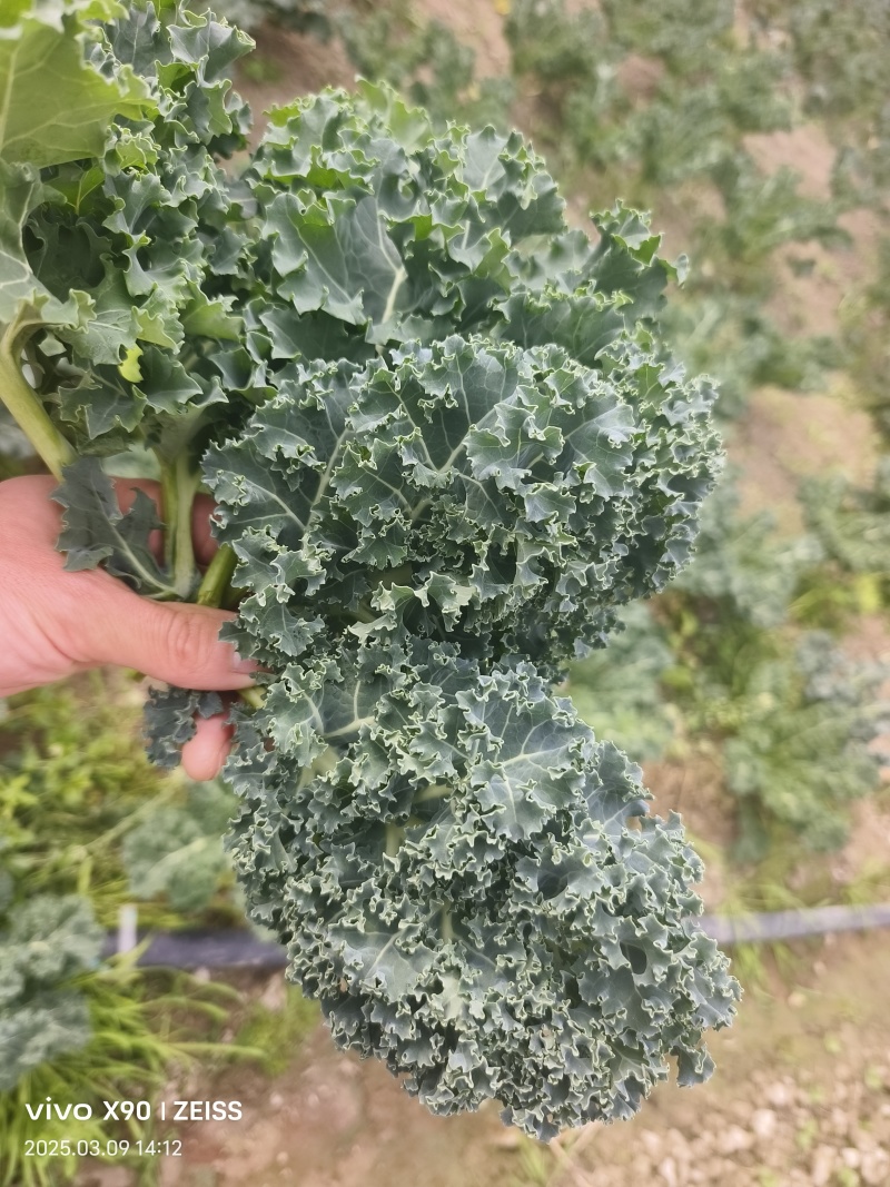 羽衣甘蓝基全年地直供，茶饮榨汁餐饮深加工