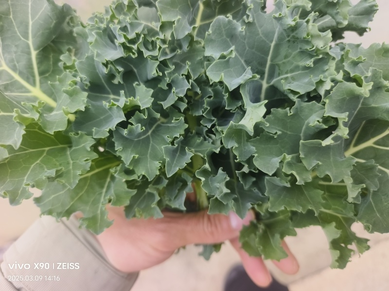 羽衣甘蓝基全年地直供，茶饮榨汁餐饮深加工
