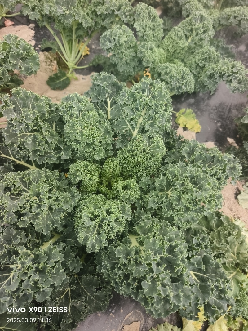 羽衣甘蓝基全年地直供，茶饮榨汁餐饮深加工