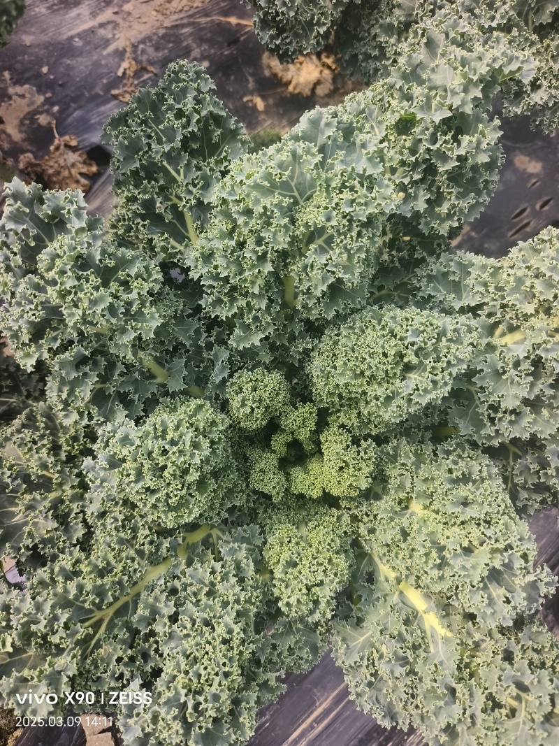 羽衣甘蓝基全年地直供，茶饮榨汁餐饮深加工