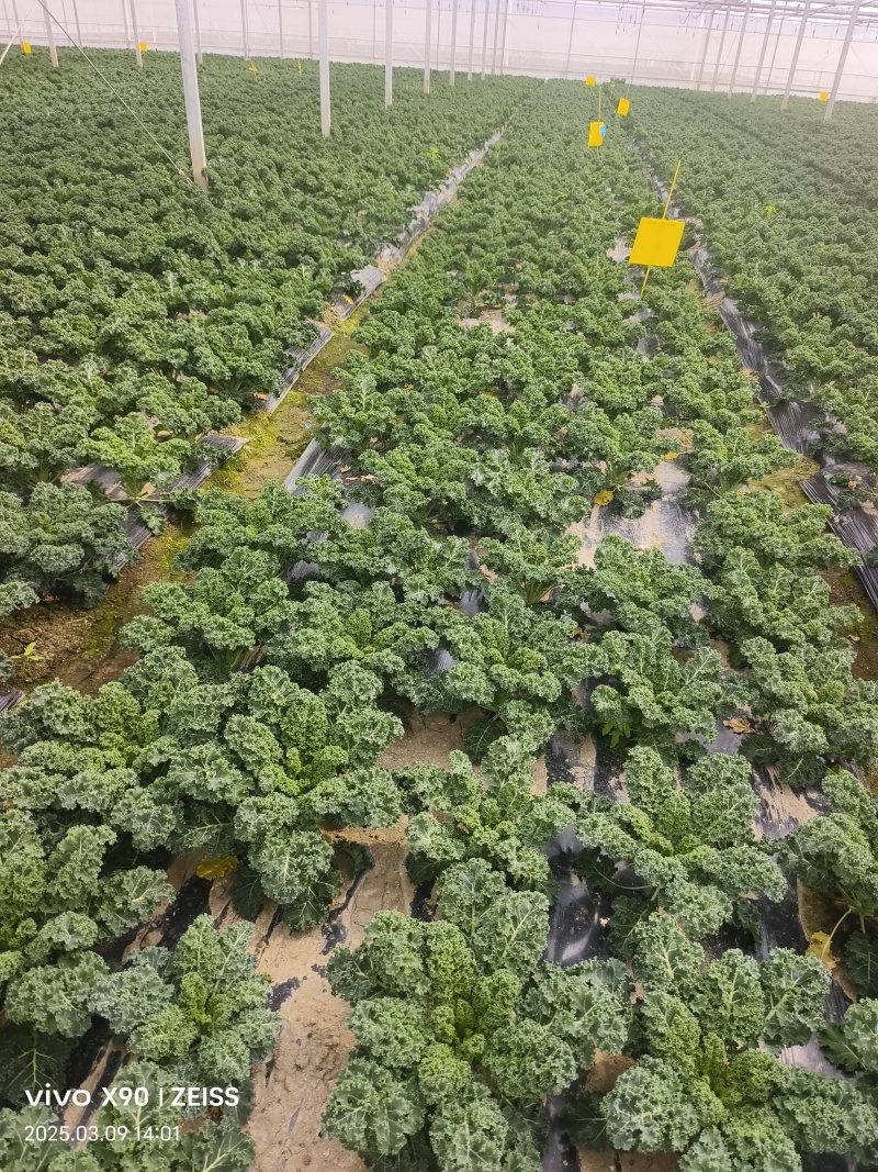 羽衣甘蓝基全年地直供，茶饮榨汁餐饮深加工