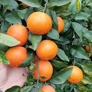 广西沃柑