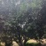 2一5米冠杨梅树、高杆杨梅树