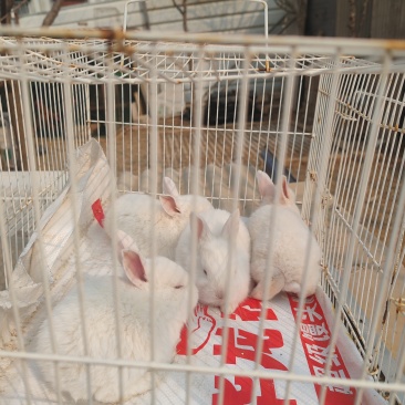 小白兔