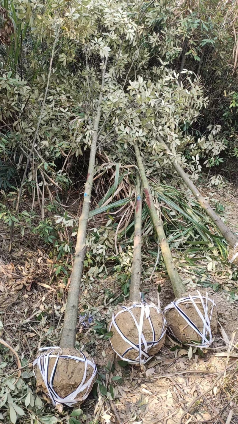 青冈栎