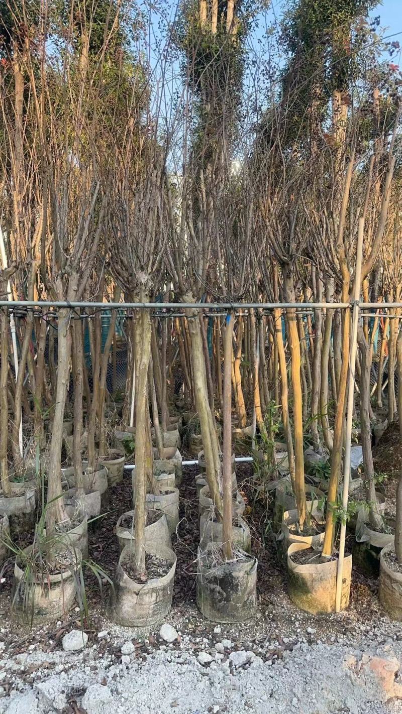 细叶紫薇，小叶紫薇3-15分袋苗，移植苗