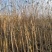 细叶紫薇，小叶紫薇3-15分袋苗，移植苗