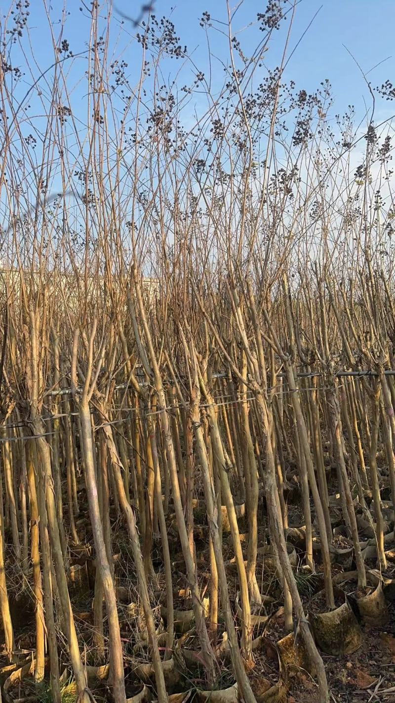 细叶紫薇，小叶紫薇3-15分袋苗，移植苗