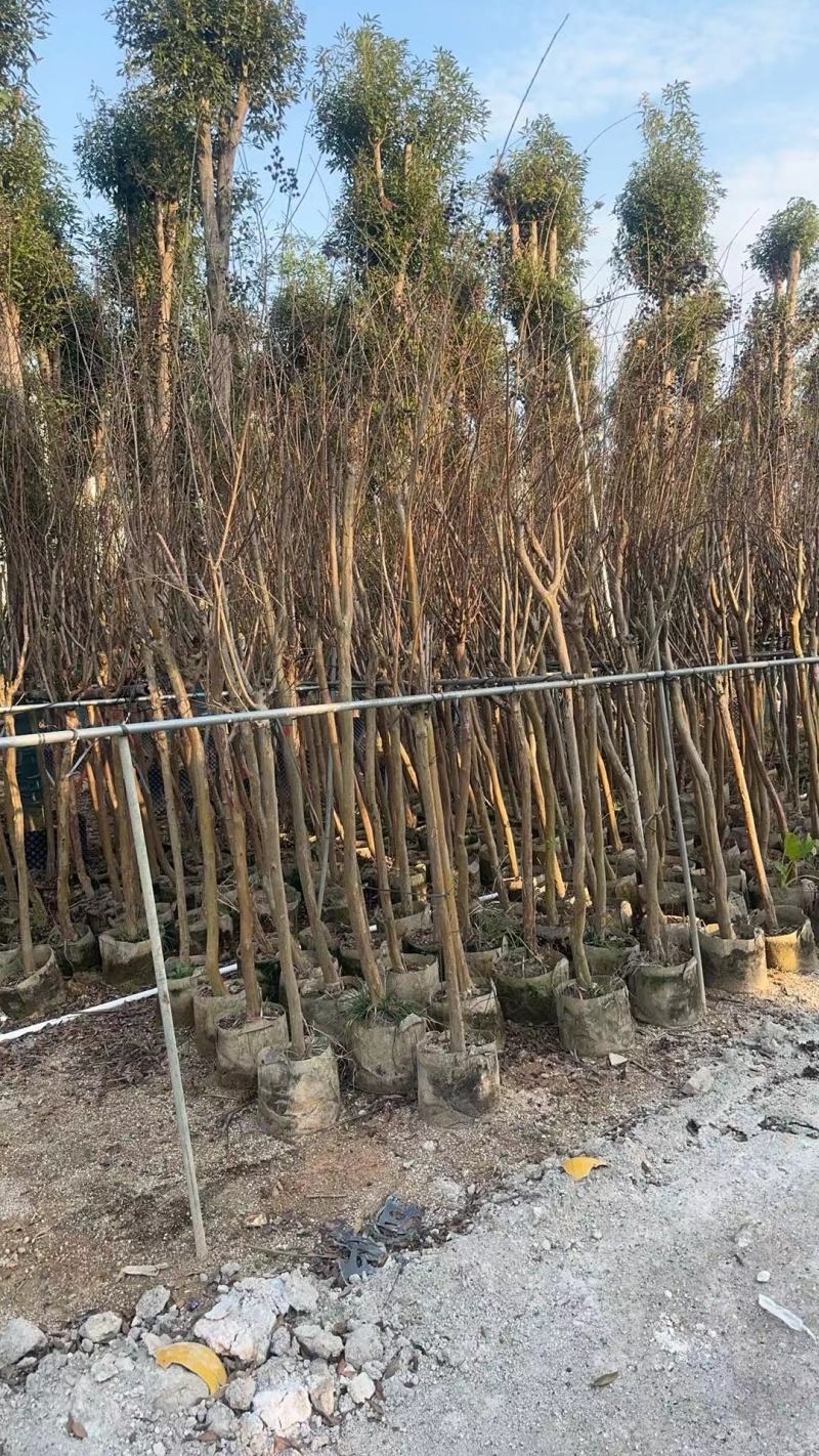 细叶紫薇，小叶紫薇3-15分袋苗，移植苗