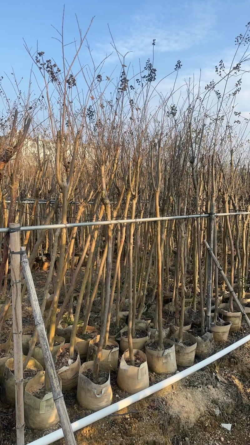 细叶紫薇，小叶紫薇3-15分袋苗，移植苗