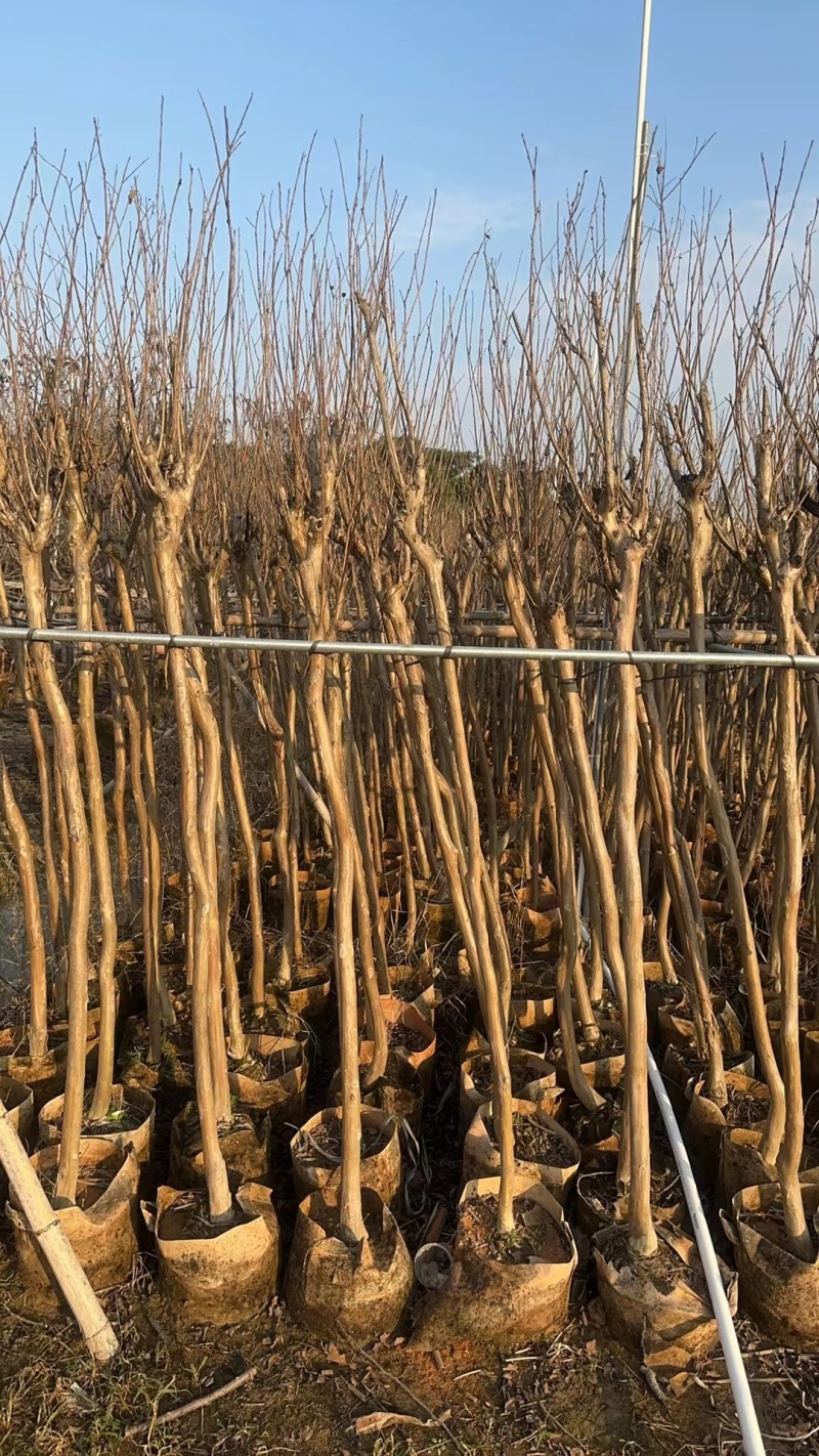 细叶紫薇，小叶紫薇3-15分袋苗，移植苗
