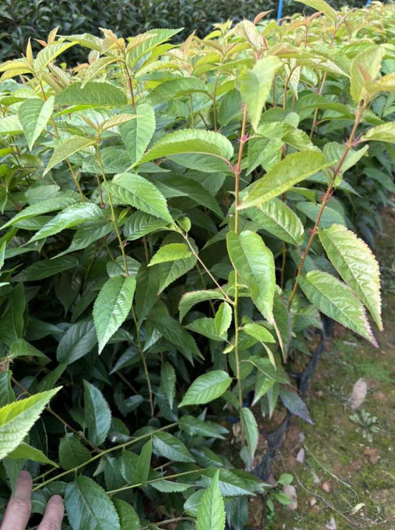 樱花