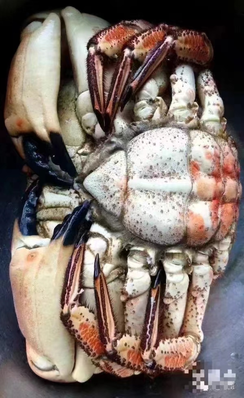 面包蟹