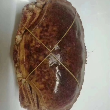 面包蟹