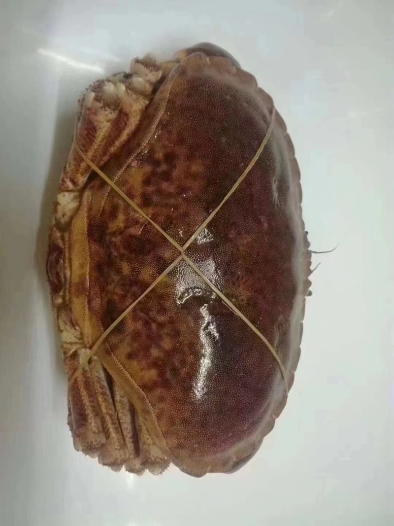 面包蟹